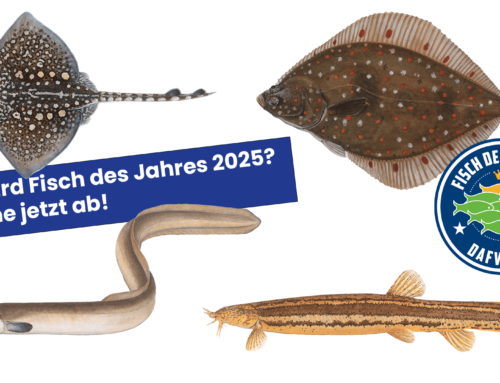 Wählt den Fisch des Jahres